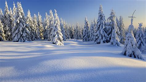 Wallpaper Forest Trees Snow Winter 5k Nature 769889070 3839×2159