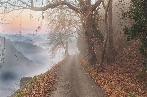 Landscape Autumn Trees Fog Nature Leaves Path Mountains Pikist