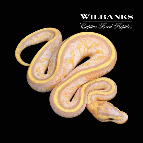 Banana Orange Dream Super Stripe Ball Python By Wilbanks Captive Bred Reptiles Morphmarket