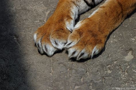 Tiger Claws Close Up Of Tiger Claws Diergaarde Blijdorp Flickr