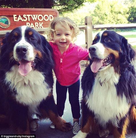 Are Bernese Mountain Dogs Good With Kids