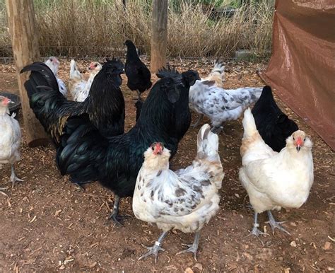 In fact, they are becoming even more popular for backyard chicken folks. Ayam Cemani roosters & Easter Eggers | Rooster, Chickens