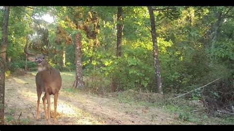 How To Make And Hunt Whitetail Deer Over Mock Scrapes