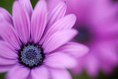 Premium Photo Pink Sunflower Daisy Dimorphotheca Flower