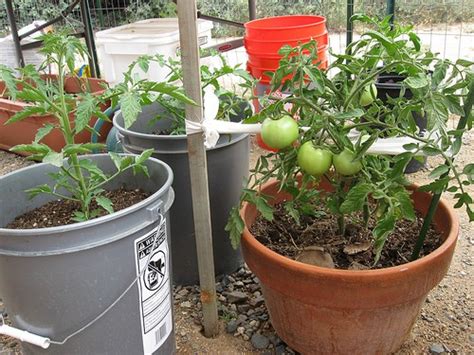 The Complete Guide To Growing Tomatoes In Containers