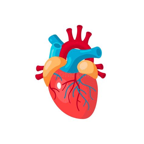 Human Heart Vector Icon In Flat Style Stock Vector Illustration Of
