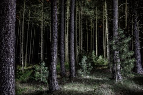 Pine Tree Forest At Night Greeting Card For Sale By Dirk Ercken