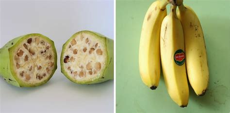 How Fruits And Vegetables Looked Like Before And After Gmos Trybiotech