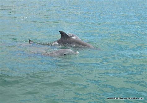 Dolphins At Play Florida Keys Marine Life