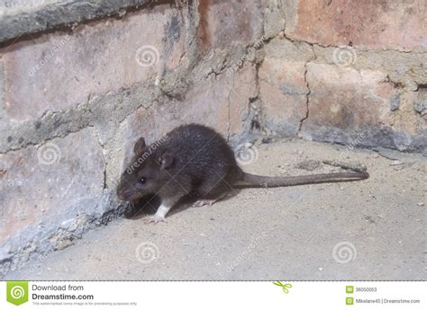 Brown Rat Rattus Norvegicus Stock Image Image Of Wildlife Nature
