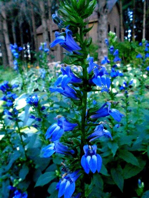 Tall Great Blue Lobelia Cardinalis Perennial Rare Hardy Flower 300