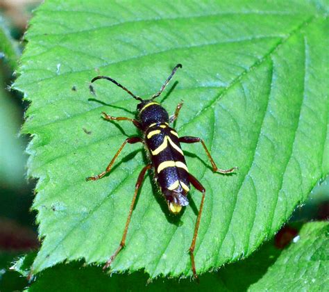 Wasp Beetle 20150605fri 098waspbeetle On Bramble Lea Flickr