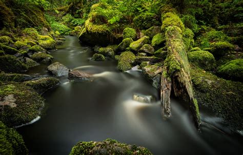 Wallpaper Greens Forest Stream Stones Moss River Images For
