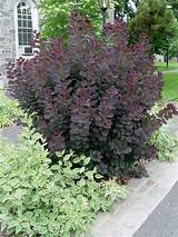 Photos of Large Flowering Shrubs For Shade