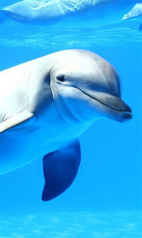 Free Live Dolphin Wallpaper Wallpapersafari