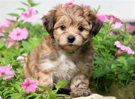 We offer akc parti yorkie puppies for sale. Yorkie Poo Puppies For Sale Near Me - Pets Lovers