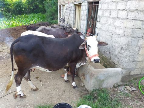 Buy And Sell Black White Cow In All Major Cities Of Pakistan Online