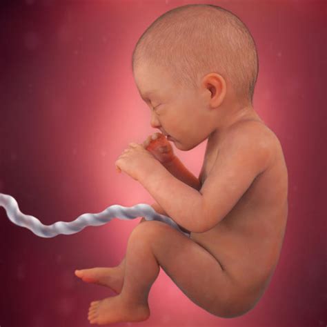 Si lo comparamos con las primeras semanas de embarazo (el período de un blastocisto, embrión o embrión), el desarrollo físico y psicoemocional del feto a las 22 semanas es un nivel completamente diferente. Desarrollo fetal: 32 semanas de embarazo - BabyCenter
