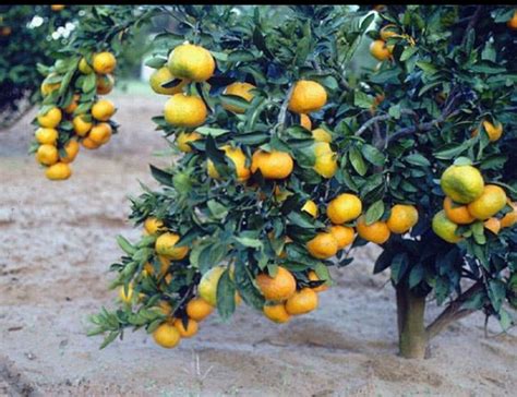 Satsuma Oranges, North Florida's Cold Weather Fruit - UF/IFAS Extension Gadsden County
