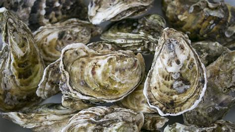 15 Facts About Oysters And The Need To Protect Them The Pew