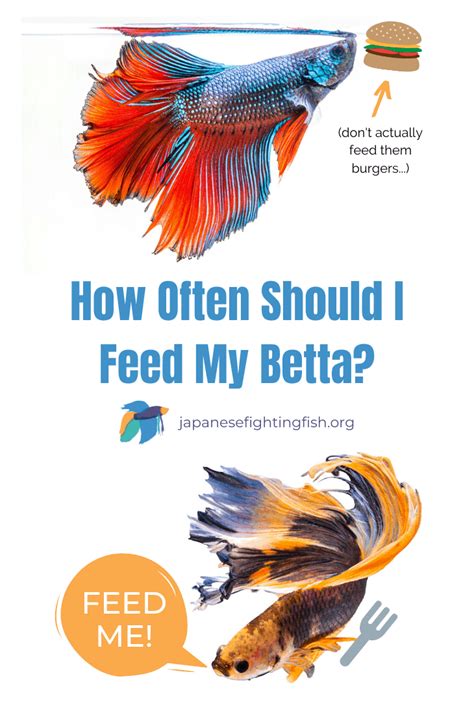 How Many Pellets Should I Feed My Betta Fish Castillo Sumeence