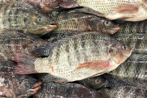 Bfar Assures Ample Supply Of Tilapia Amid Fish Kill