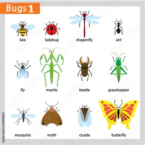 There Are 12 Different Kinds Of Bugs Isolated In White Stock Vector