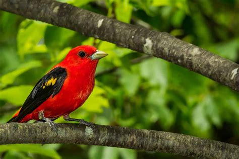 Birds In South Carolina 25 Of The Most Stunning Species