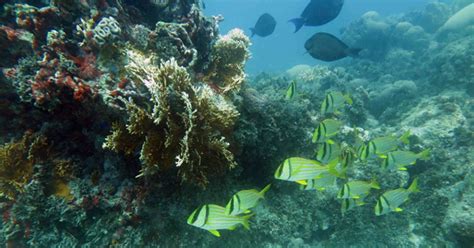 Biodiversidade Marinha Brasileira Ganha Série Com Dez Livros Jornal