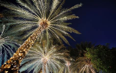 Download 17 desert christmas free vectors. Desert Christmas 🌴 | Christmas lights images, Florida ...