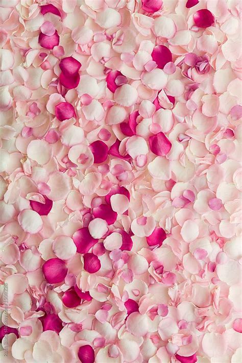 Rose Petal Background By Stocksy Contributor Ruth Black Pink