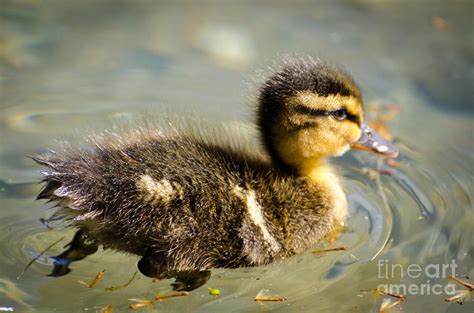 Young Duck Photograph By Mats Silvan Fine Art America