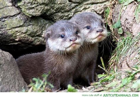 Baby Otter Pups Make Their Debut