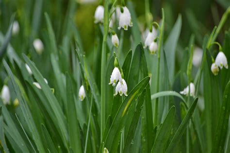 The floral name was derived from the latin lilium , itself derived from the greek leirion. Wedding Flowers from Springwell: Leucojum- A Dainty Flower ...
