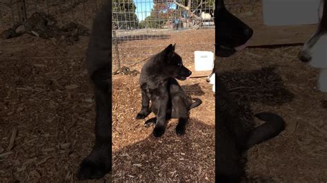 The process took 1 day. Black Wolf Dog Puppy - YouTube