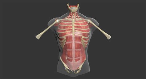 Human Torso Muscle Anatomy 3dsmax 3d Model Cgtrader