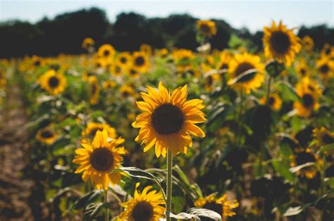 Aesthetic Sunflower Field Wallpapers Wallpaper Cave