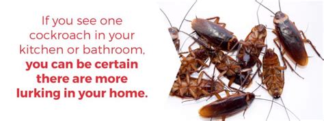 How To Prevent Cockroaches Cape Cod Pest Pros