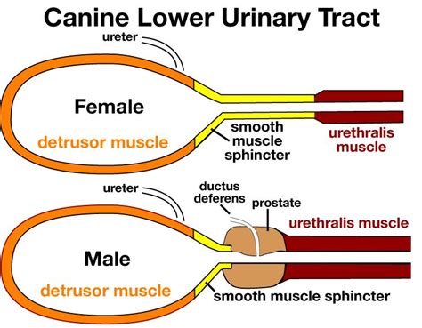 Female Dog Urinary Tract Anatomy