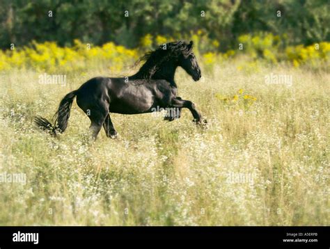 Friesian Horse Stallion Gallops Across Fall Wildflower Meadow Stock