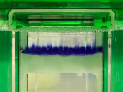 Troubleshooting Sds Page Gel Running Issues Goldbio