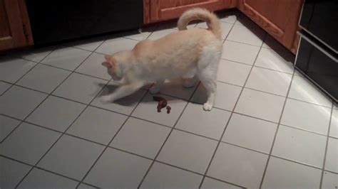 Why Is My Cat Pooping On The Floor Floor
