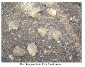 Shell fragments from the Fish Creek area