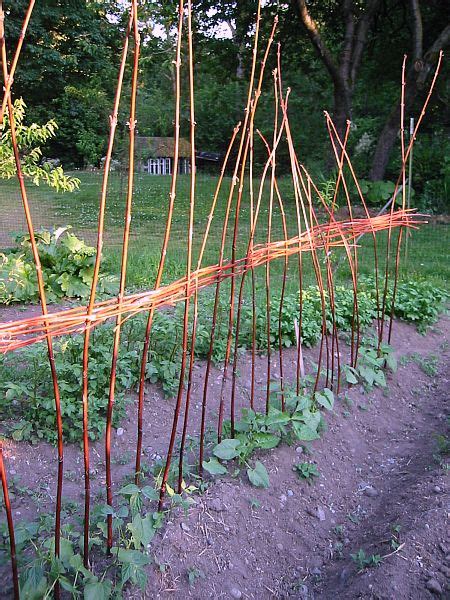 2020 popular 1 trends in home & garden, mother & kids, furniture, beauty & health with bean support and 1. Build a Wattle for Your Pole Beans - Tall Clover Farm