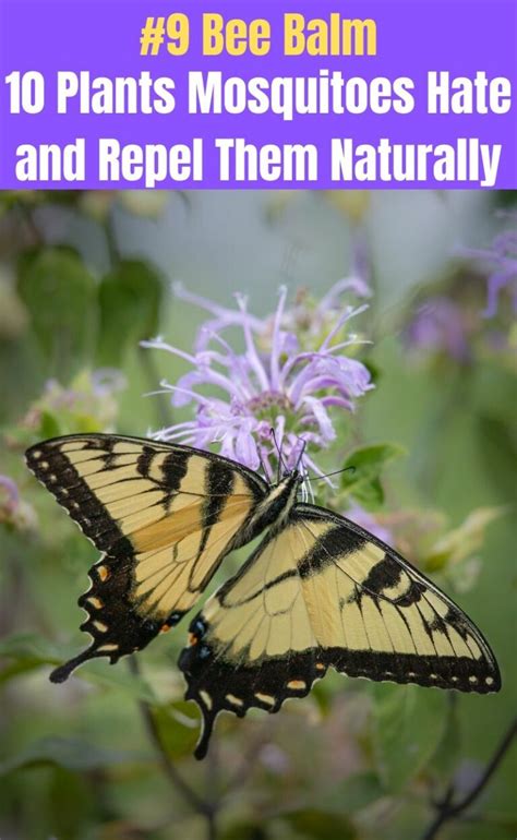 10 Plants Mosquitoes Hate and Repel Them Naturally - DIY & Crafts