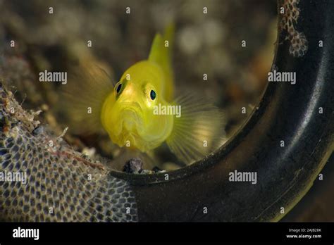 Lemon Gobies Lubricogobius Exiguus Underwater Macro Photography From