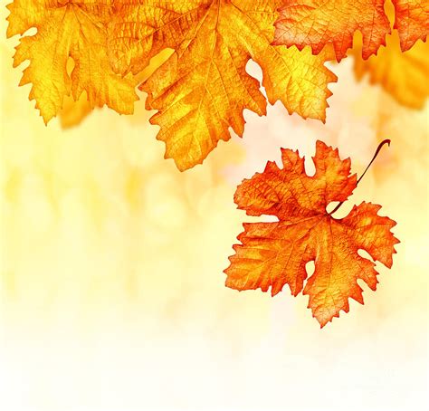 Abstract Autumn Background Photograph By Anna Om Pixels