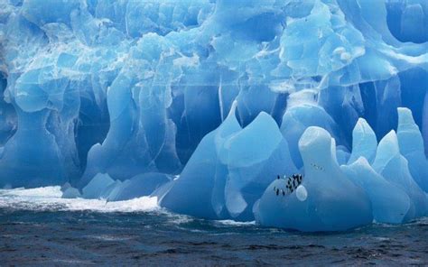 Antarctica Iceberg Birds Penguins Sea Wallpapers Hd