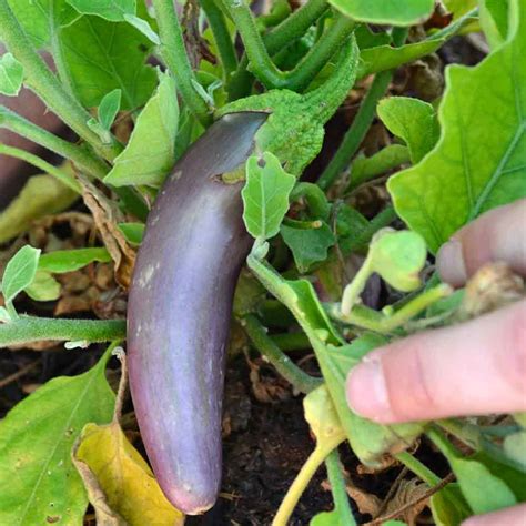 Heirloom Eggplant Seeds Terroir Seeds