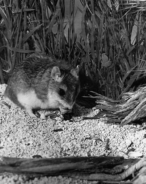What is the first thing that comes to mind when i say giant centipede? The grasshopper mouse howls like a little wolf to defend ...